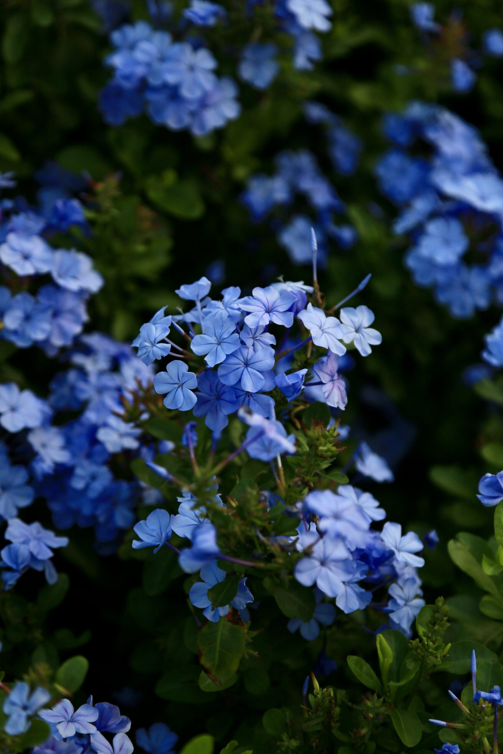 Pollinators in South Africa and the Plants That Love Them - Afro ...